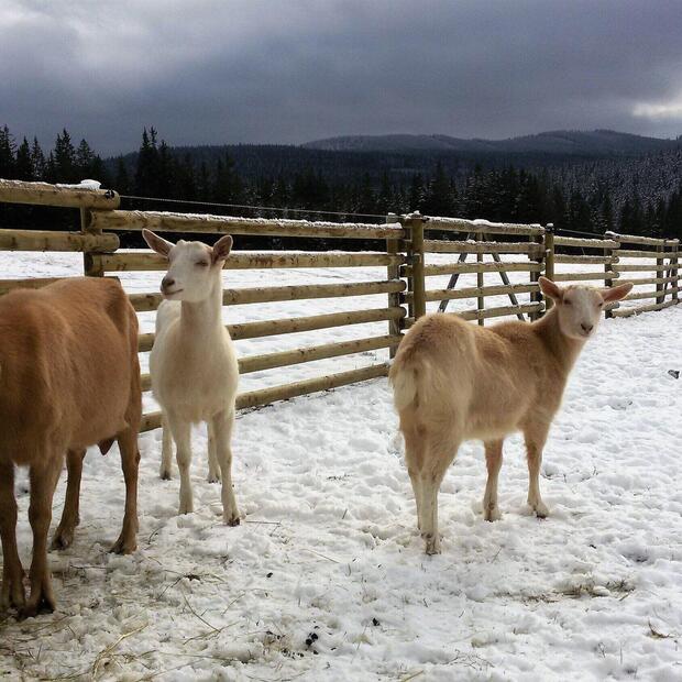 Vakuově-tlaková impregnace (profi impregnace)