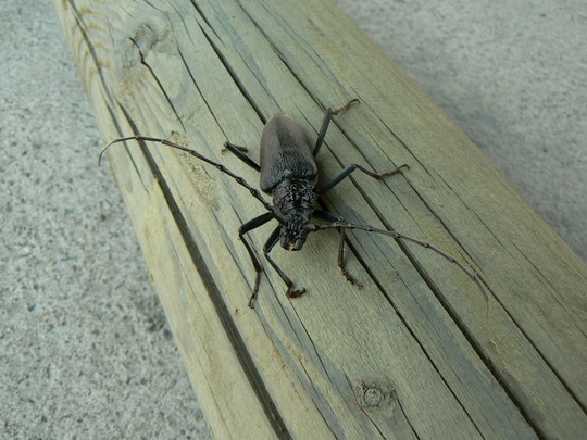 Vlastní impregnace se provádí dvěma odlišnými způsoby podle použité impregnační látky: